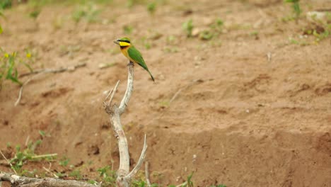 Ein-Kleiner-Bienenfresser,-Der-Vor-Dem-Abflug-Auf-Einem-Toten-Ast-Sitzt,-Krüger-Nationalpark