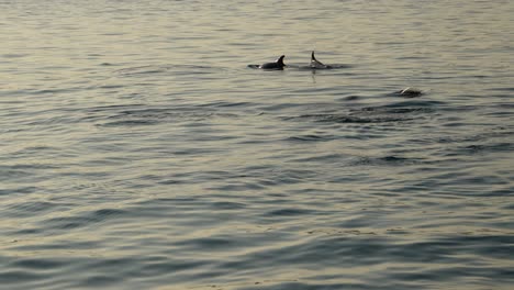 Manada-De-Delfines-Subiendo-A-La-Superficie-Del-Océano