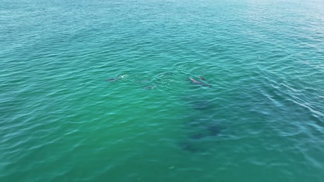 Circling-pod-of-dolphins-in-shore-of-Socotra-Island,-Yemen