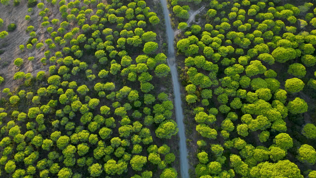 스페인의 엘 롬피도 해안 마을 근처 돌 소나무 숲 사이의 비포장 도로