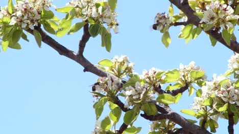 Small-swarm-of-bees-pollinating-white-flowers-on-a-clear-spring-day-with-no-clouds,-close-up-view