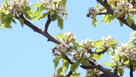 Small swarm of bees pollinating white flowers on a clear spring day with no clouds, close up view