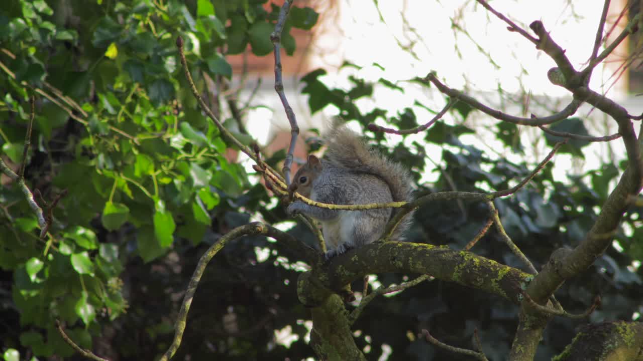 ardilla sentada en la rama de un árbol comiendo nuez y luego salta del árbol