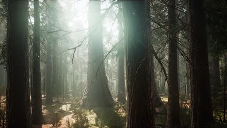 amanecer en las secuoyas, general grant grove, parque nacional de las secuoyas