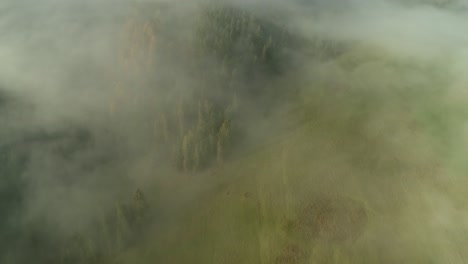 mythical mist covers green landscape with grass field and pine trees, aerial
