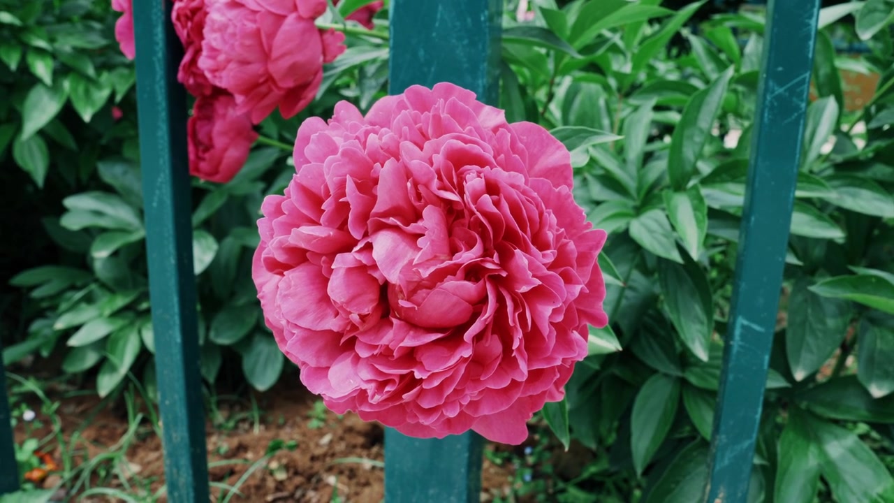 En skarp närbild med fokus på en stor, skiktad magentarosa pionblomma tätt placerad mot en mörkgrön metallstaketstruktur i Sui-Tang Site Botanical Garden i Luoyang, Kina