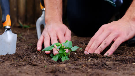 Gardener-planting-sapling-in-garden