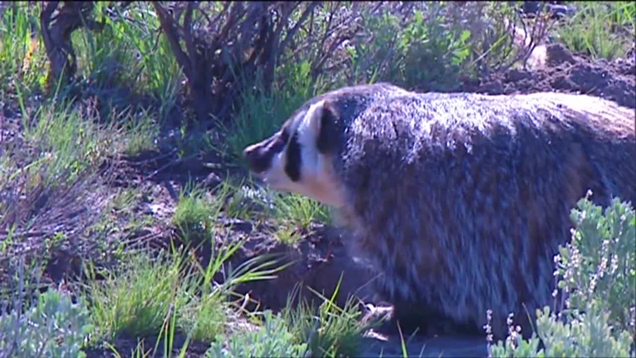 오소리가 풀밭을 걷다