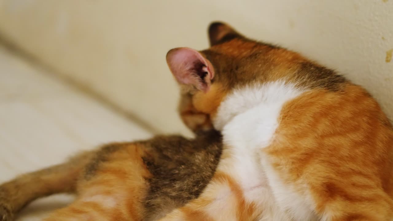 a cat is licking its body a cat is licking its body