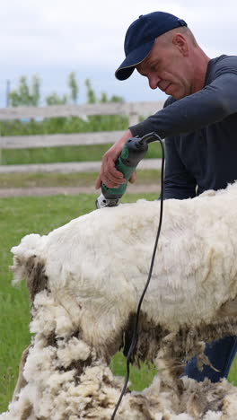 man on farm sheers sheep