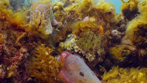 sepia gigante australiana sepia apama migración whyalla sur de australia 4k cámara lenta, apareamiento, puesta de huevos, lucha, agregación, bajo el agua