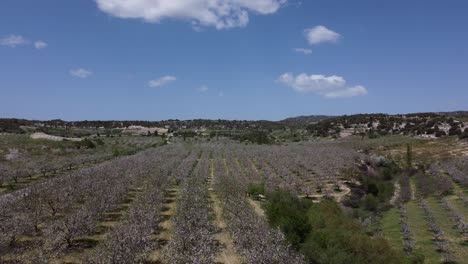 Aerial-View-Of-Blooming-Garden