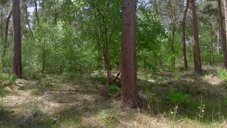 drone flies close to the ground in forrest over dead wood trees