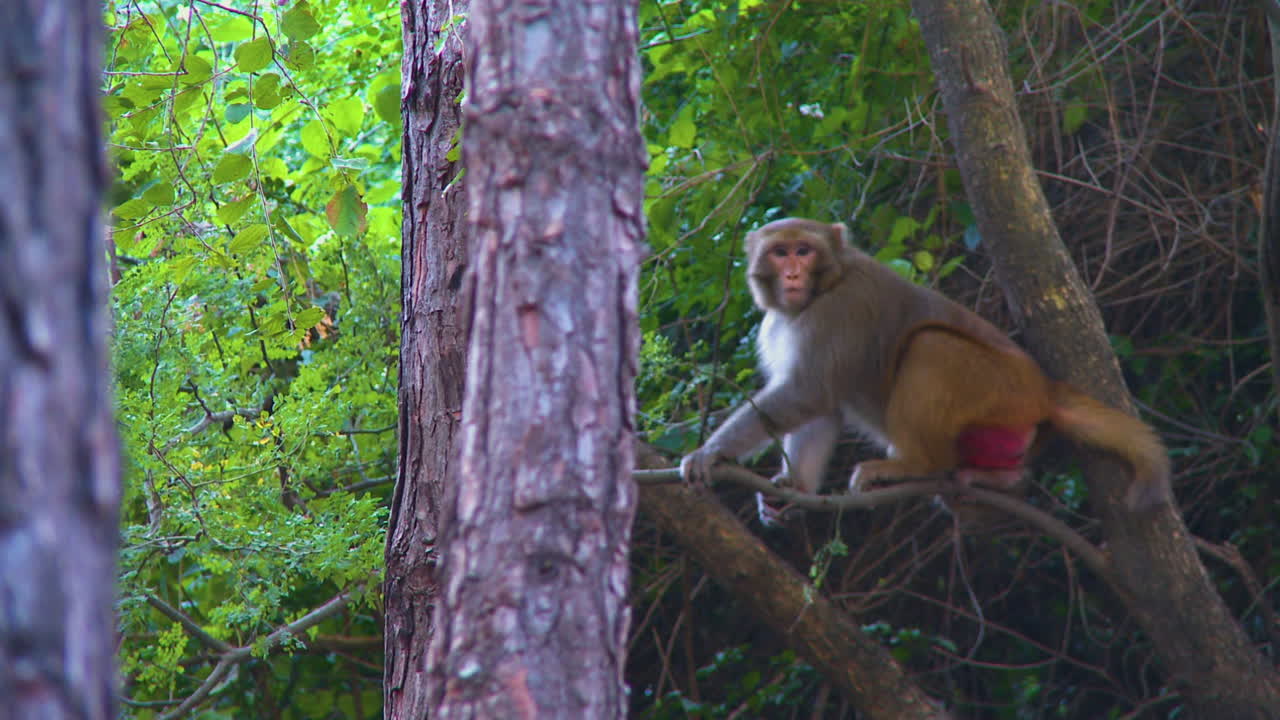 A close up view of a monkey is sat on the branch of a pine tree, watching to the camera