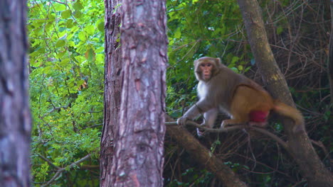 a close up view of a monkey is sat on the branch of a pine tree, watching to the camera