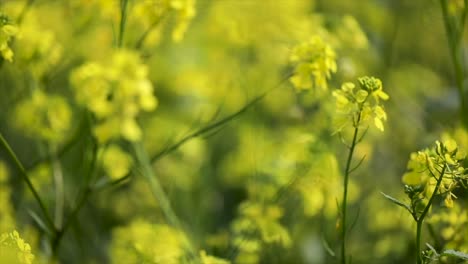 mustard flowers. mustard – mystical flower of happiness and health.