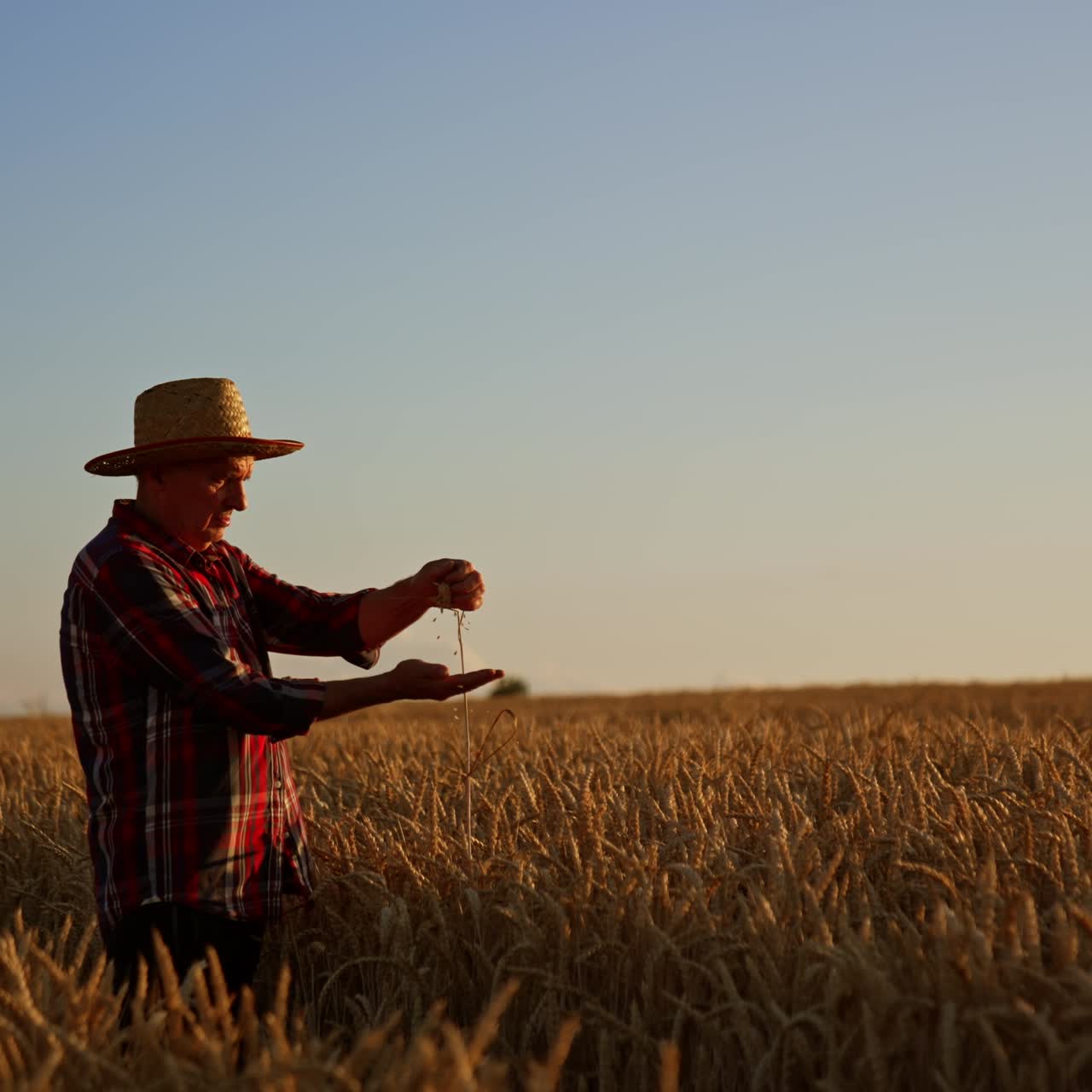 Elderly man picks ripe ears of corn. Farmer rubs the spikelets to extract grains. Fast field at sunset at backdrop