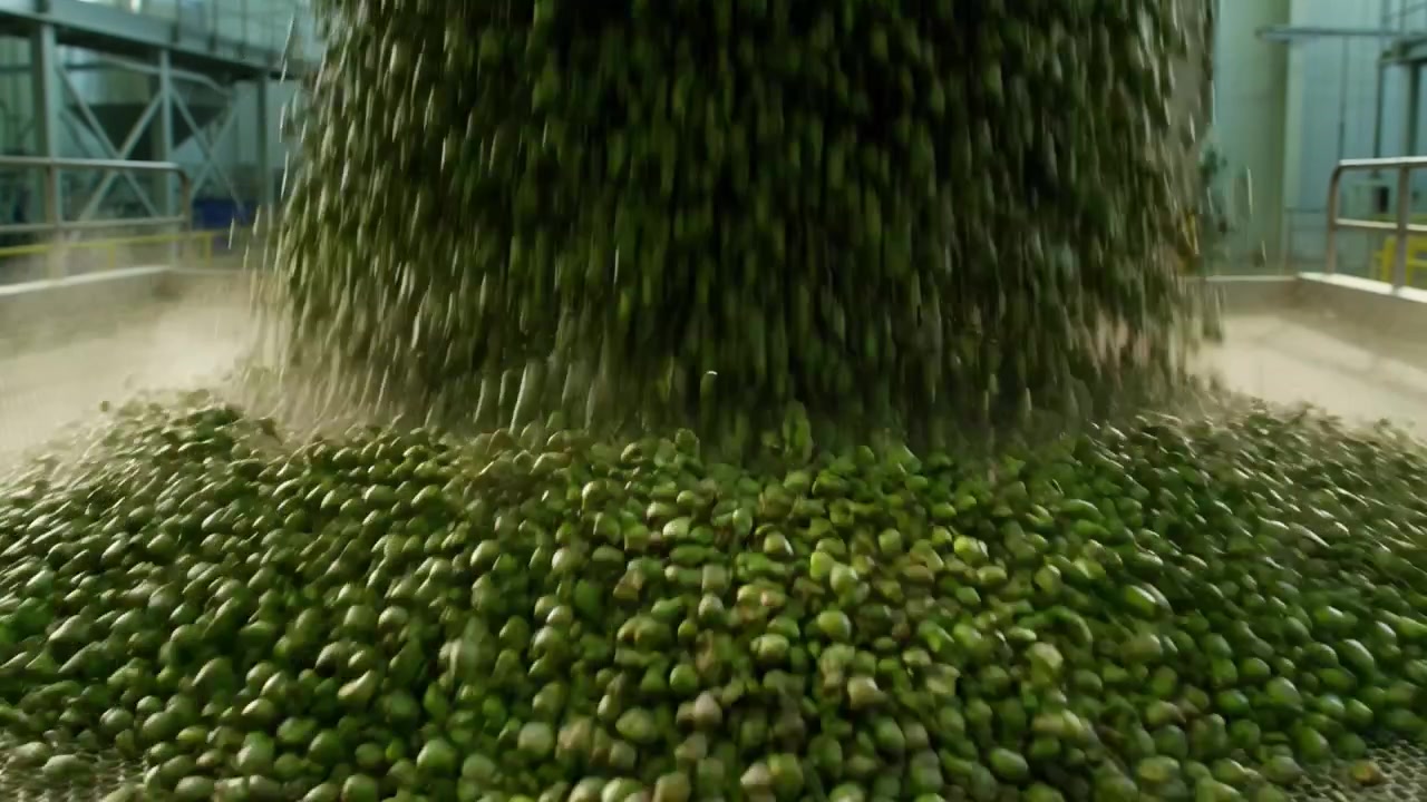 Olive verdi fresche che si riversano da un silo industriale in un impianto di lavorazione