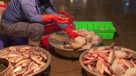 largest fishing port tho quang in early morning and woman separating fishes for sale, vietnam