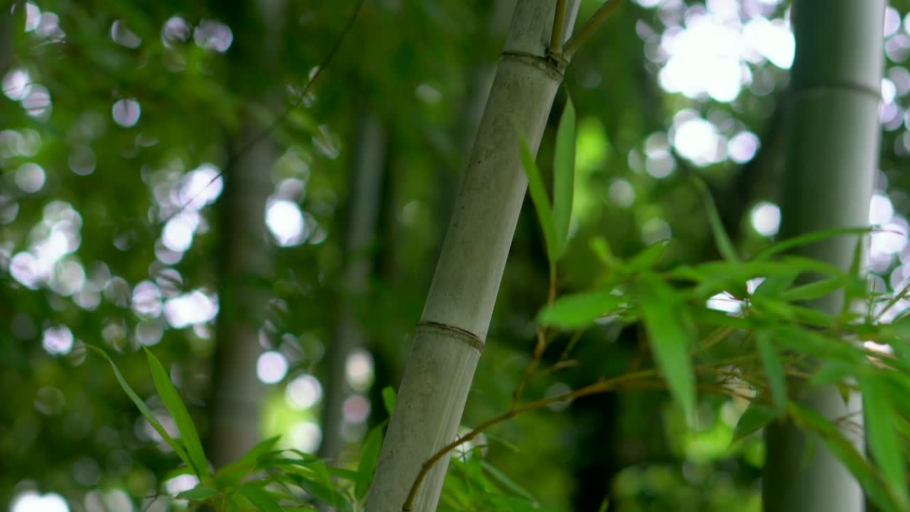 en japón la planta de bambú es muy apreciada y se le otorga un valor estético muy claro