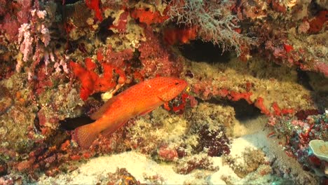 red coral grouper swimming over coral reef