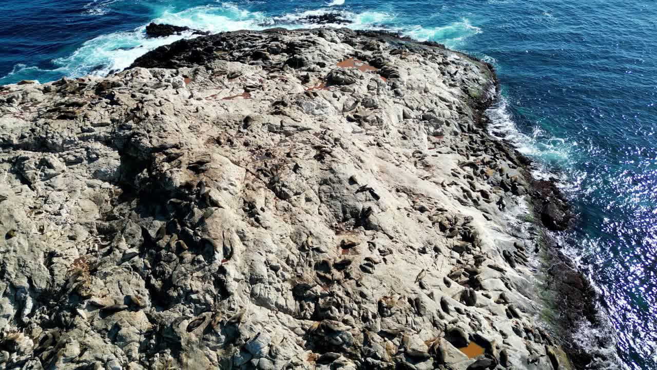 Aerial view of Isla de los Lobos near Los Vilos, Chile, with sea lions covering the bright white rocky island in full sunshine