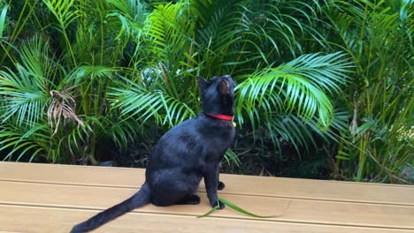 black cat investigates plants in a garden