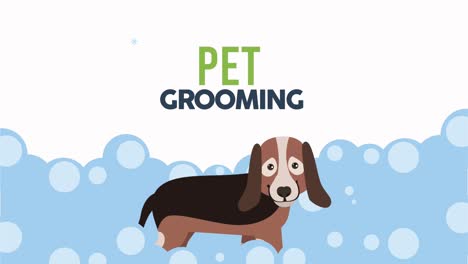 cute dog grooming bath time animation