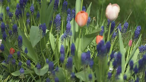 tulips and grape hyacinths blooming in the garden