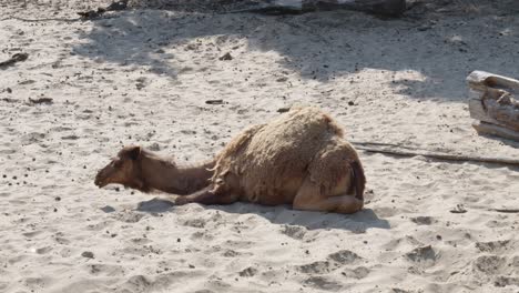 Arabisches-Kamel-Ruht-In-Der-Wüstenlandschaft.-Breite-Statische-Aufladung