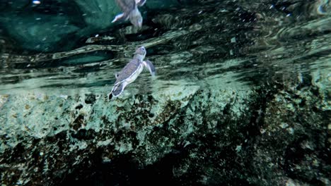 Cute-baby-Sea-Turtle-swimming-by-the-rocks---Underwater