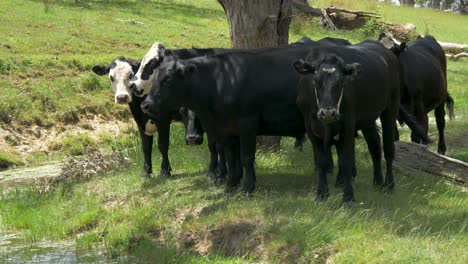 a tight shot of black and white cattle huddle under a tree next to a dam in victoria australia