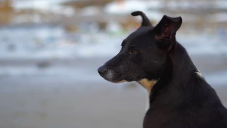 perro callejero negro sentado en la playa de mahim vista de cerca en mumbai