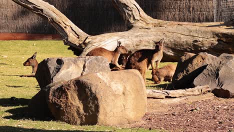 kangaroos and emu interacting near rocks