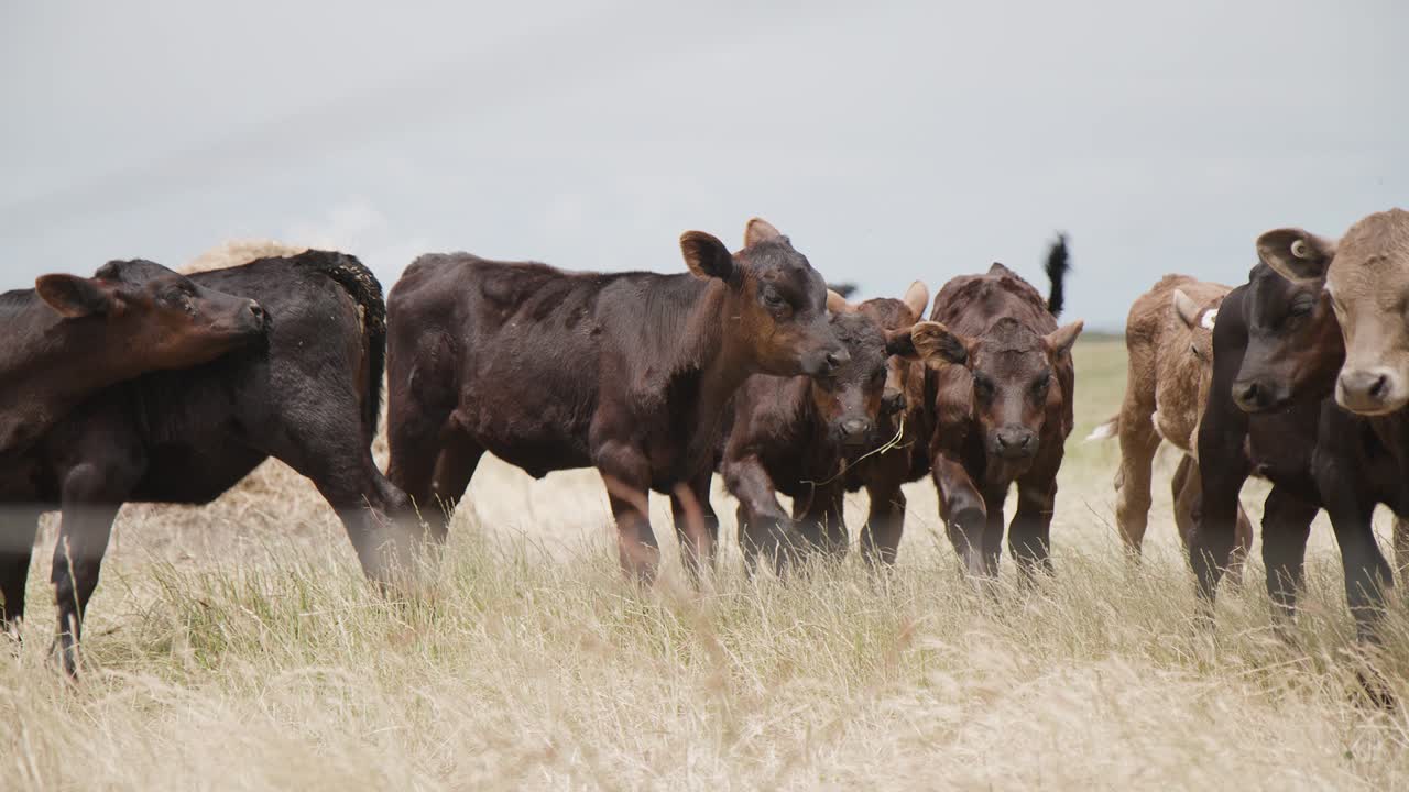 Herd of Brown Calves Grazing in a Field
