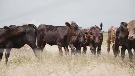 herd of brown calves grazing in a field