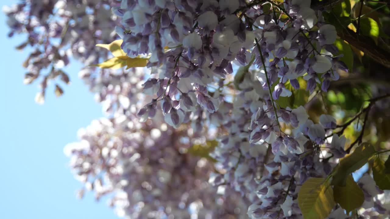 푸른 하늘을 배경으로 봄에 바람에 날리는 아름다운 보라색 꽃