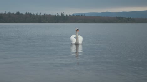 Lone-swan-on-lake-in-Winter-at-dusk-4K
