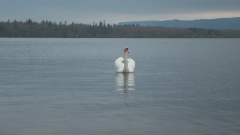 Einsamer-Schwan-Auf-Dem-See-Im-Winter-In-Der-Abenddämmerung-4k