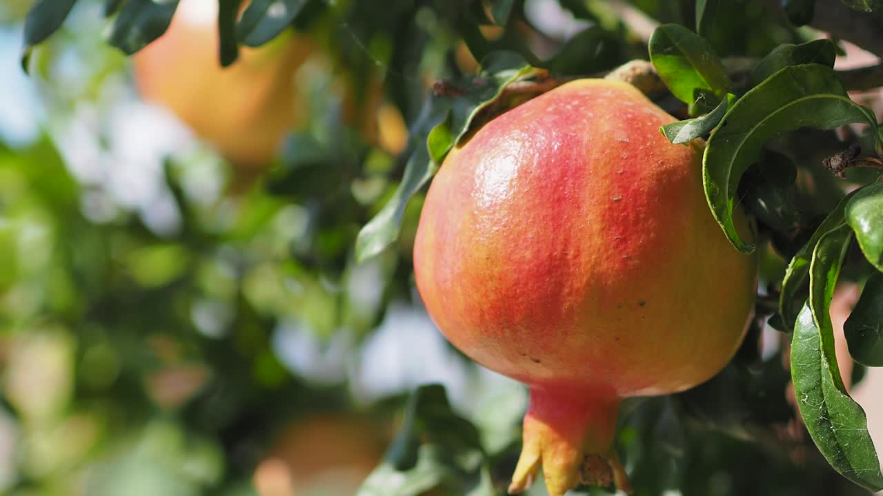 Vildt granatæble på et træ, hjemmehave, granatæbletræ i solskin