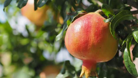 Wild-Pomegranate-On-A-Tree,-Home-garden,-Pomegranate-tree-at-sunshine-day