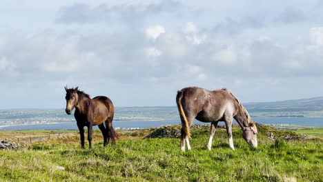 Un-Caballo-Irlandés-Marrón-Duerme-Mientras-Otro-Pasta-En-Los-Acantilados-De-Moher,-En-El-Oeste-De-Irlanda,-En-Un-Día-Nublado.