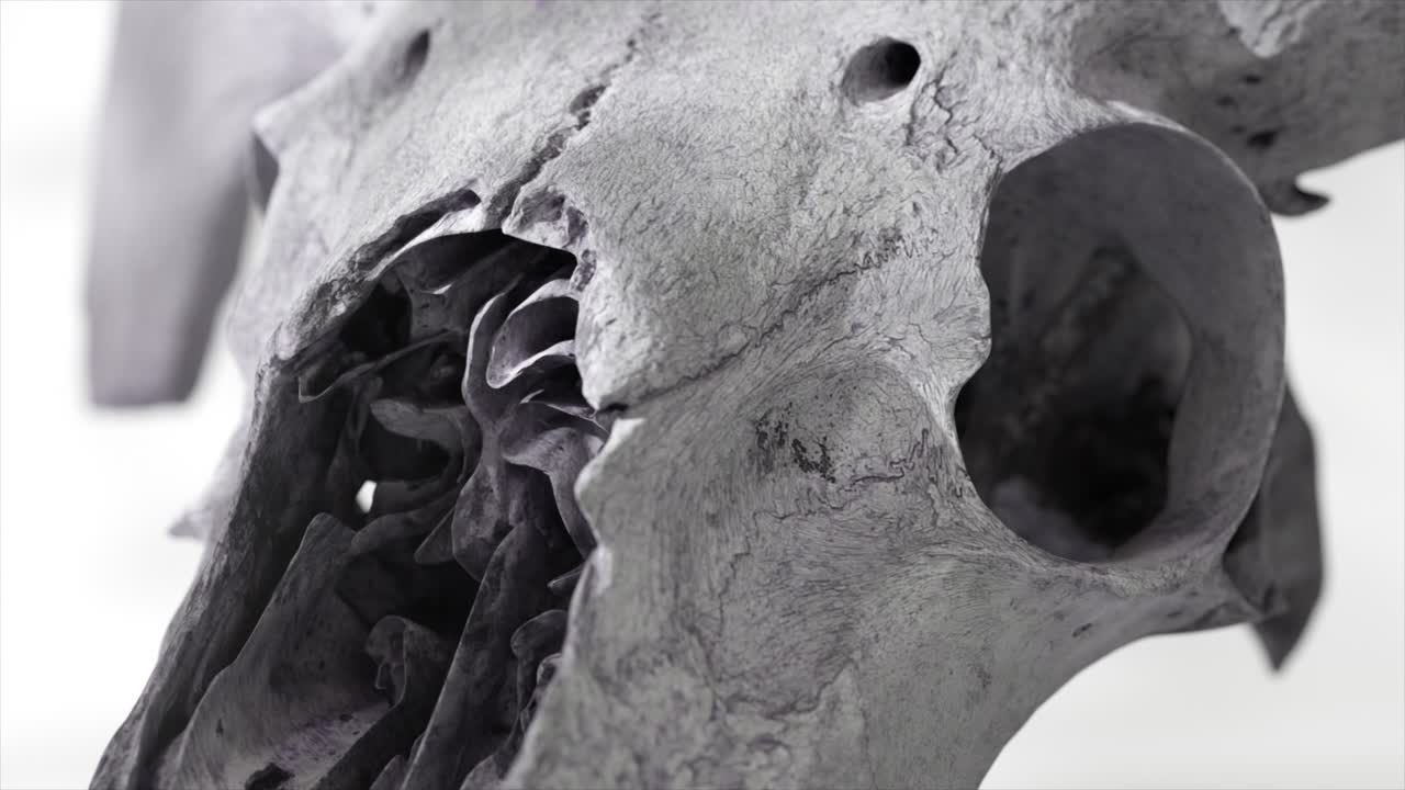 동물의 두개골의 클로즈업