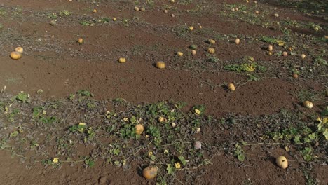 disparo aéreo de un hermoso campo de calabazas naranjas brillantes