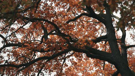 golden autumn leaves cover the treetops