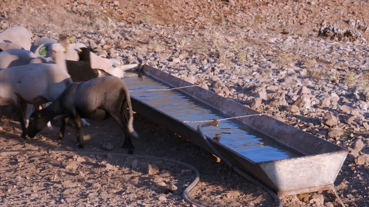 Sheep of the Lojeña breed, huddled together to drink water from a trough. It shows the importance of water supply in the dry climate of their mountainous habitat in Granada, Spain