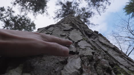 mano tocando la corteza de un pino en el bosque