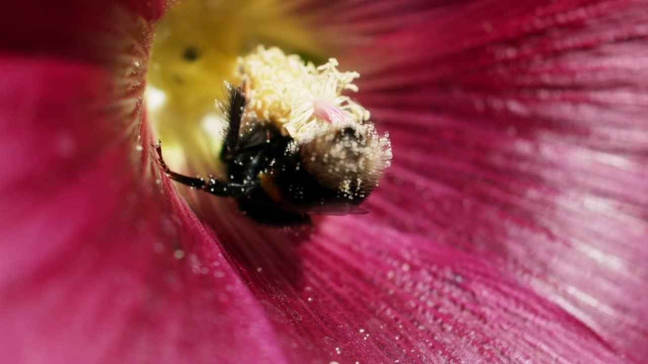 un gran abejorro cubierto de polen dentro de una flor roja, de cerca