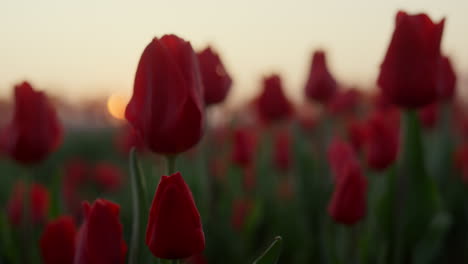 closeup flower field with many tulips in sunset. macro shot of beautiful flowers