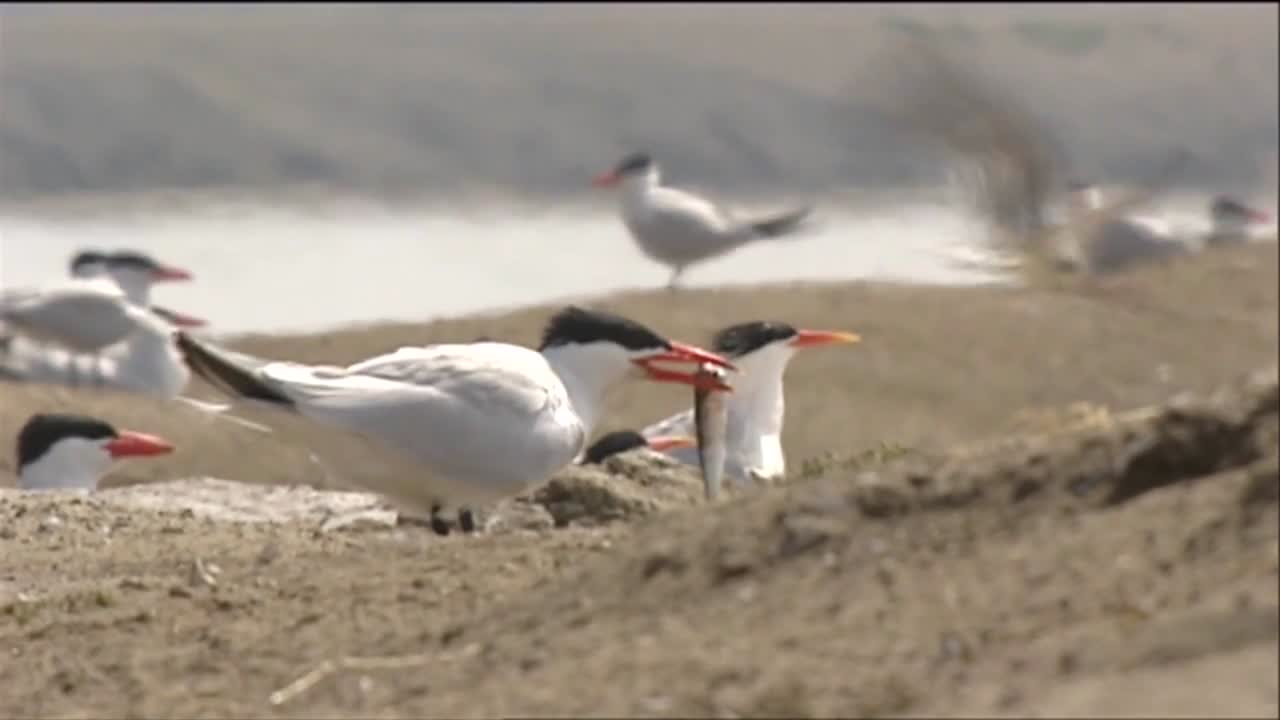 급수 지역 근처의 갈매기와 제비갈매기 2